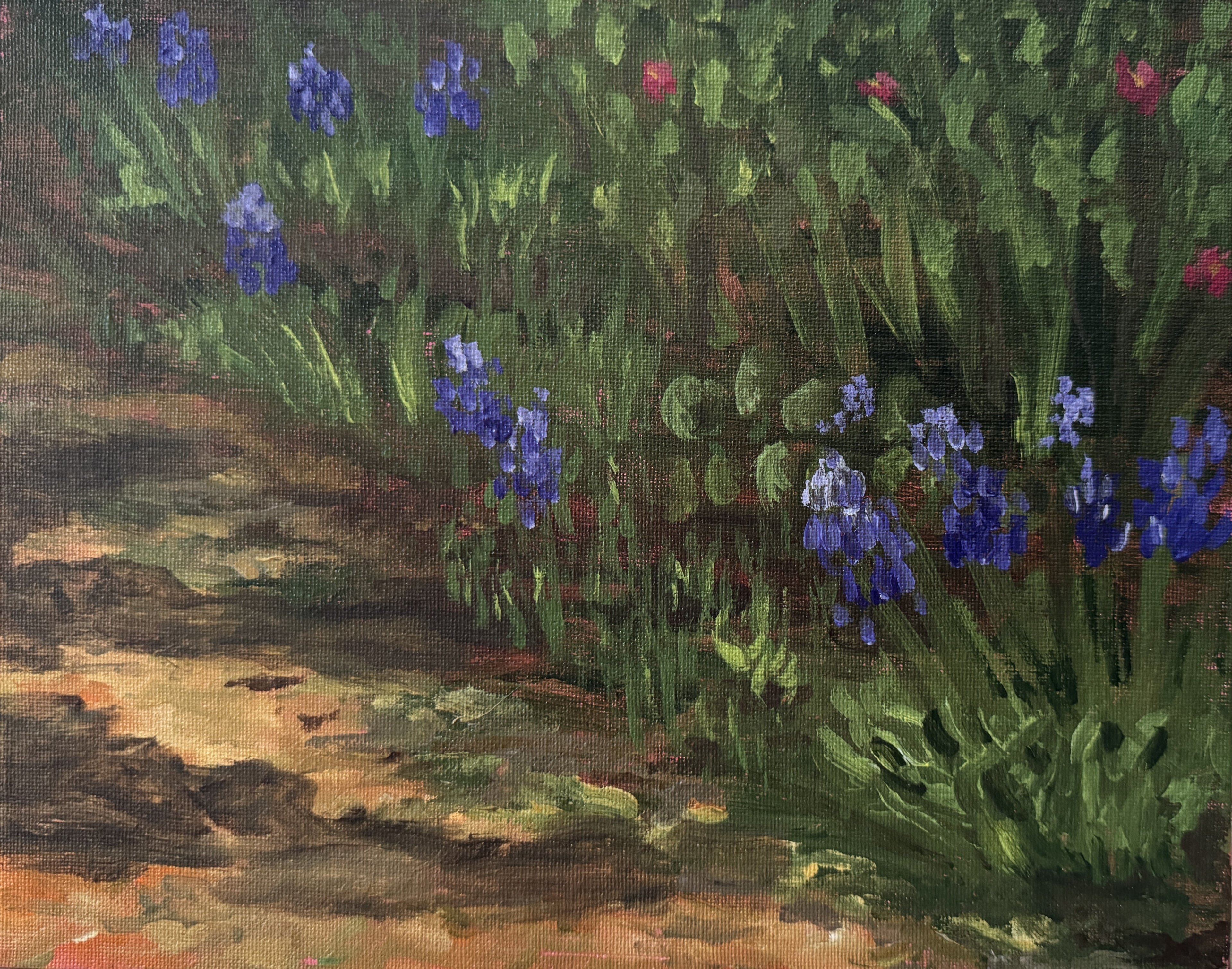 Pathside Bluebonnets